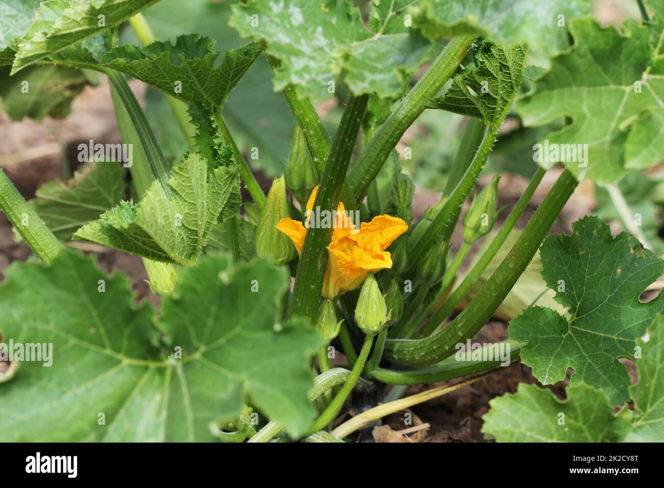 Zucchini plants in blossom on the garden bed Stock Photo