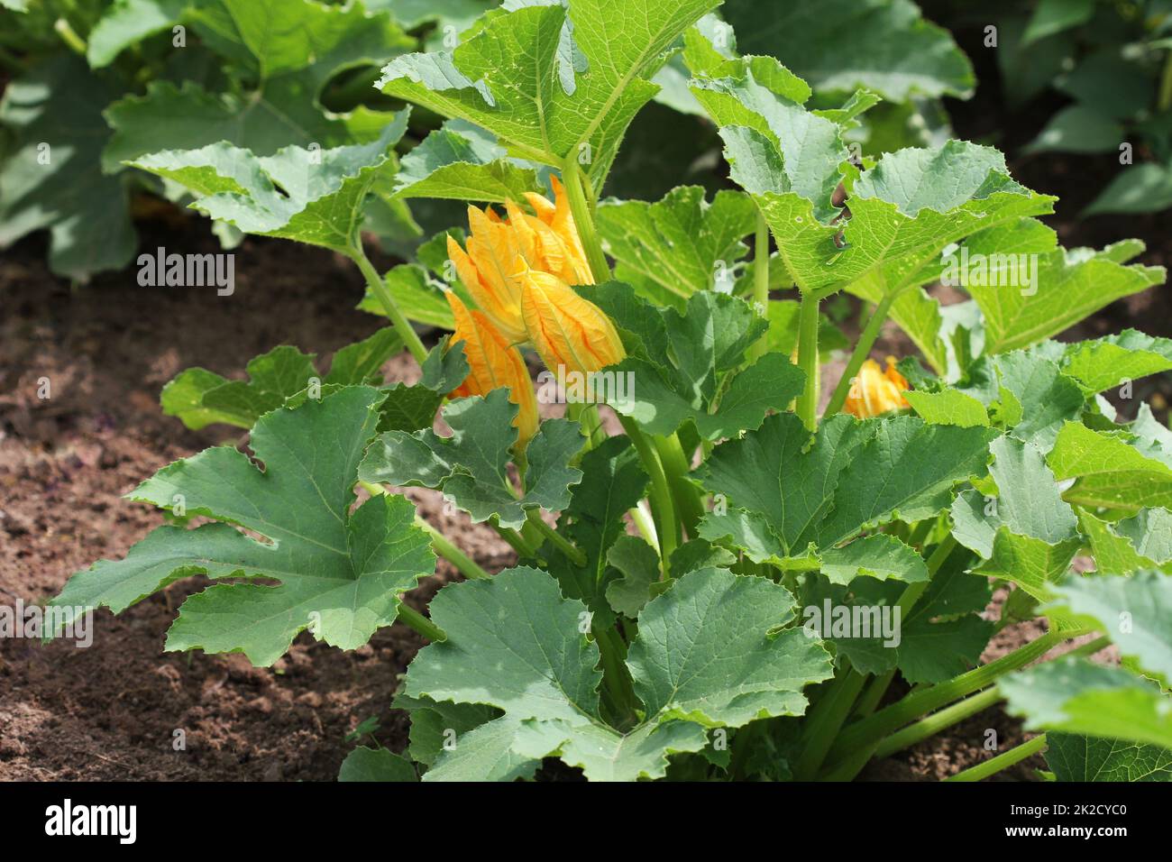 Zucchini plants in blossom on the garden bed Stock Photo