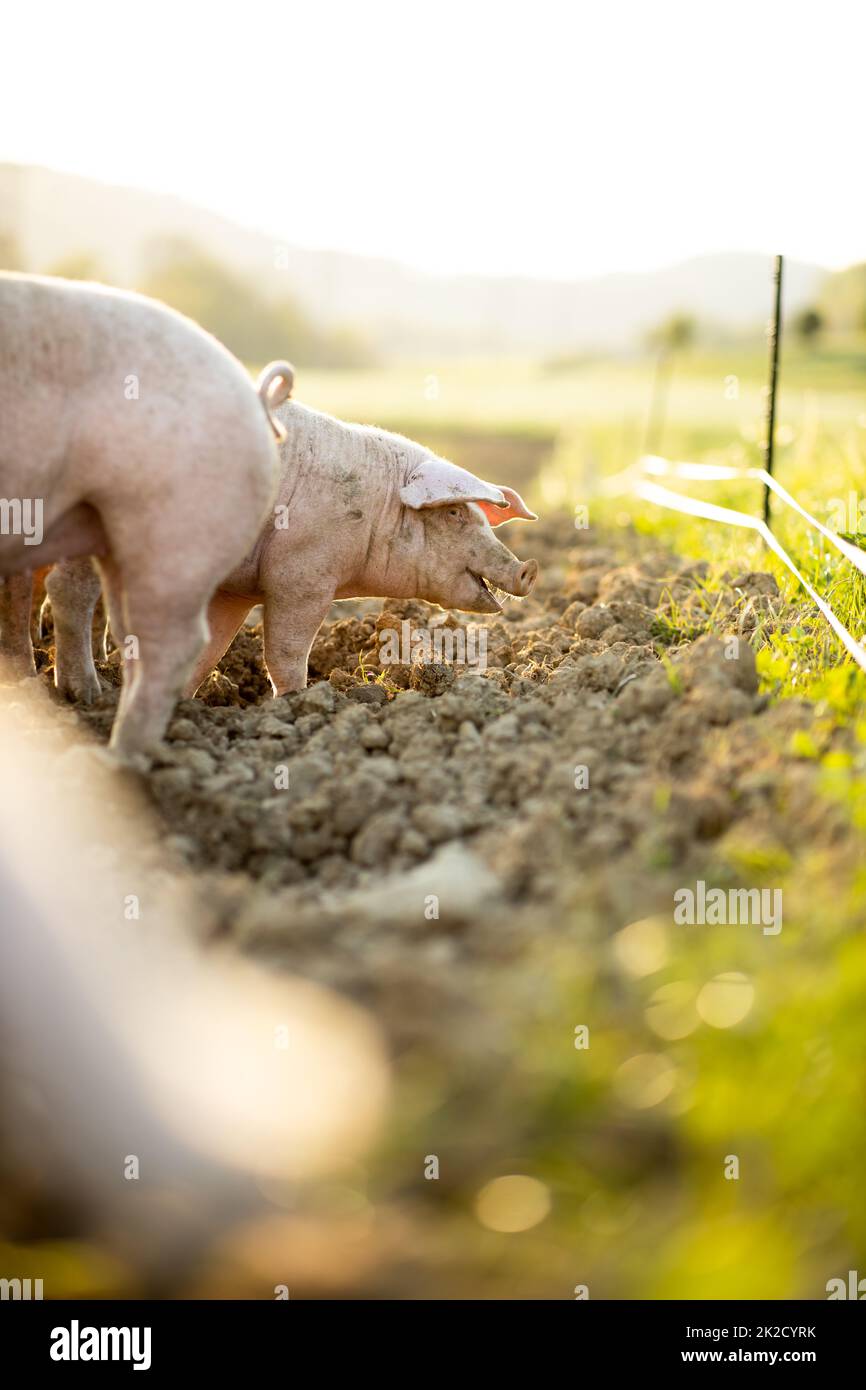Pigs eating on a meadow in an organic meat farm Stock Photo Alamy