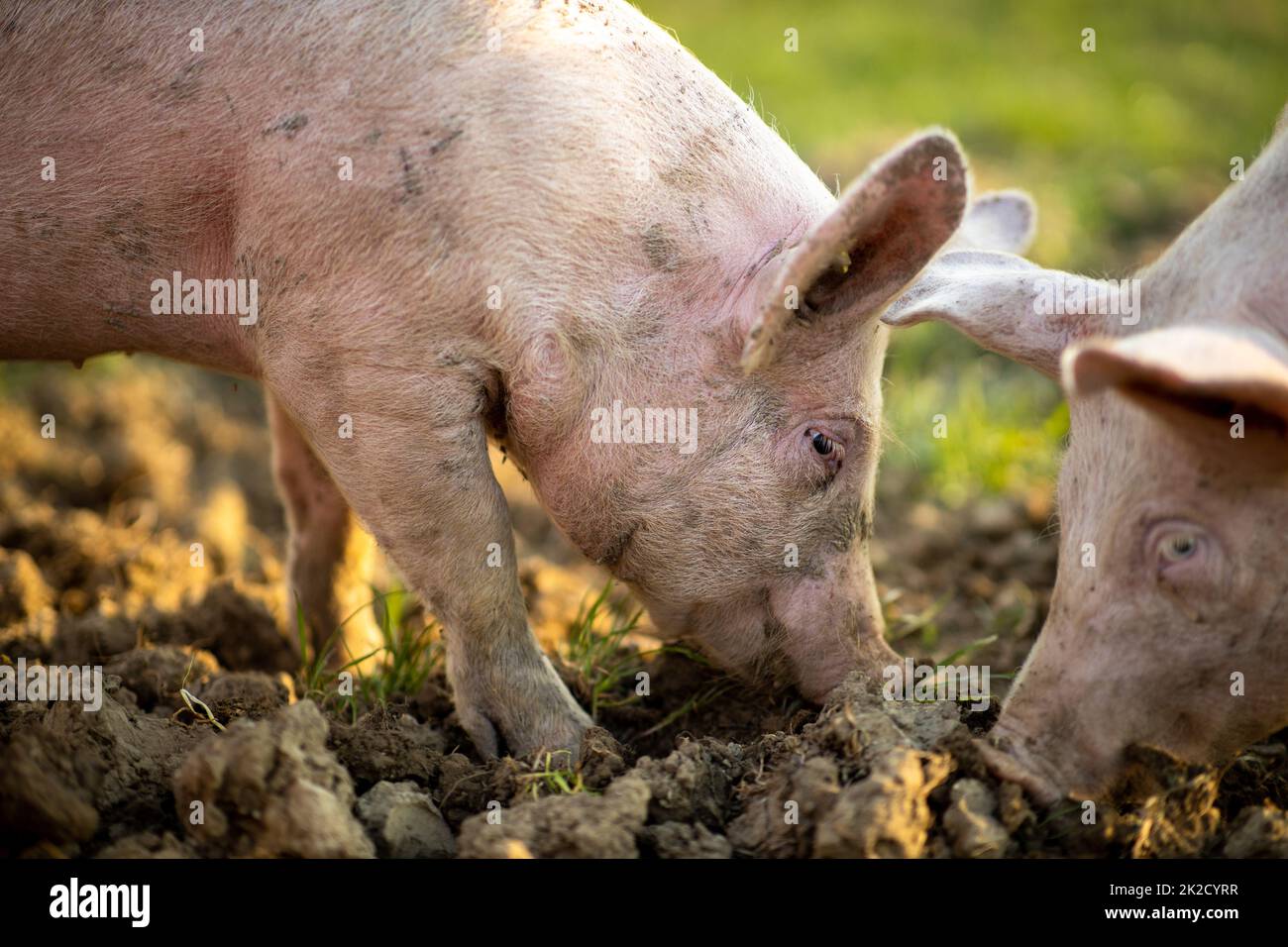 Pigs eating on a meadow in an organic meat farm Stock Photo - Alamy