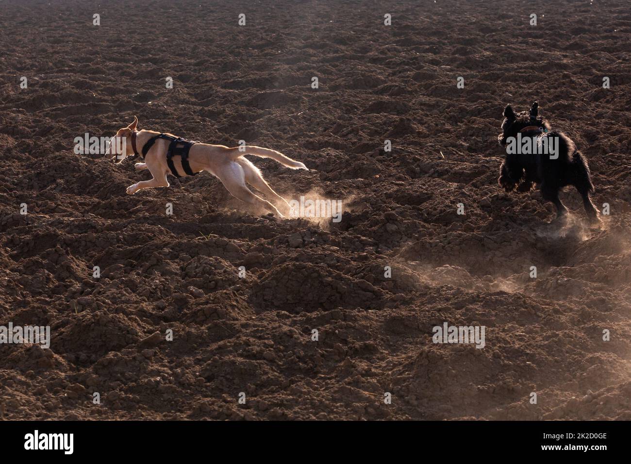 dogs running over a dusty field Stock Photo