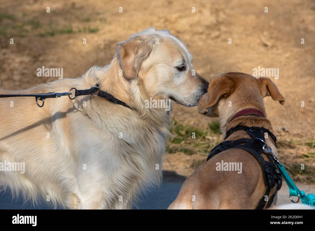 two dogs learn to know each other Stock Photo Alamy