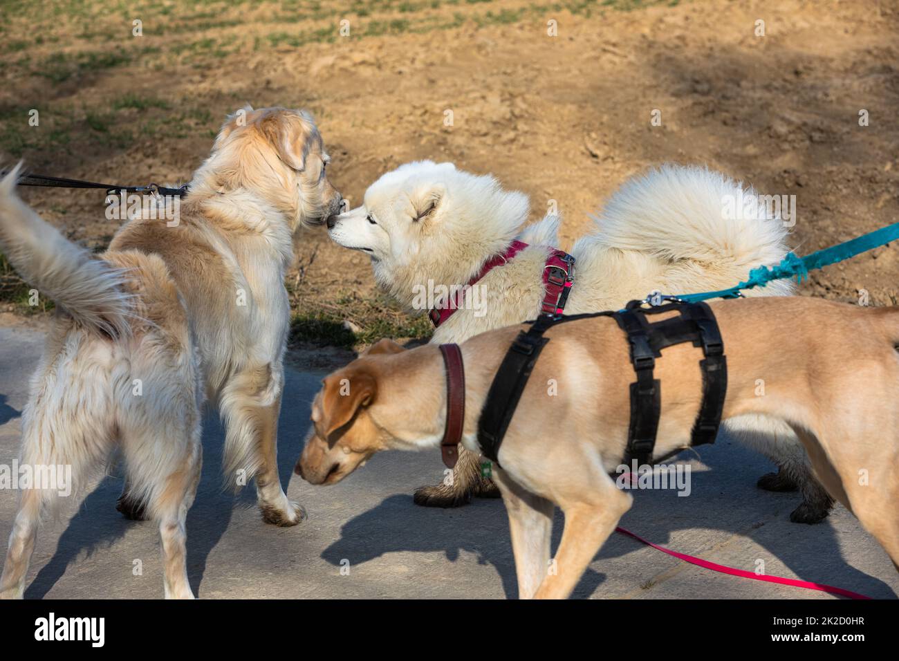social behavior between three dogs learning to know each other Stock Photo
