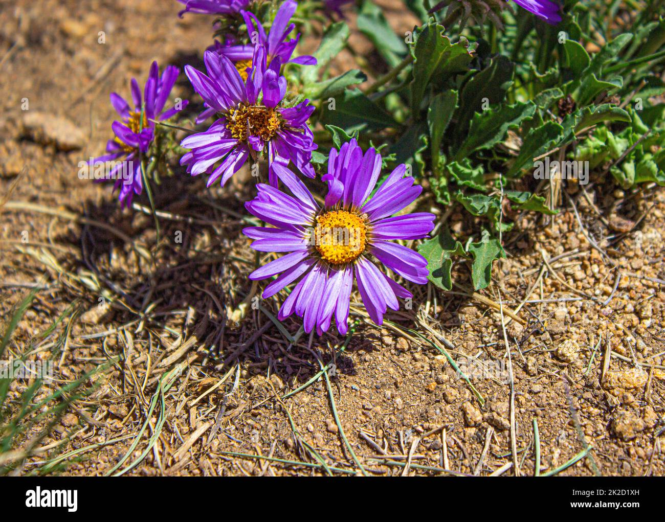 Purple Flowers in Colorado Stock Photo Alamy