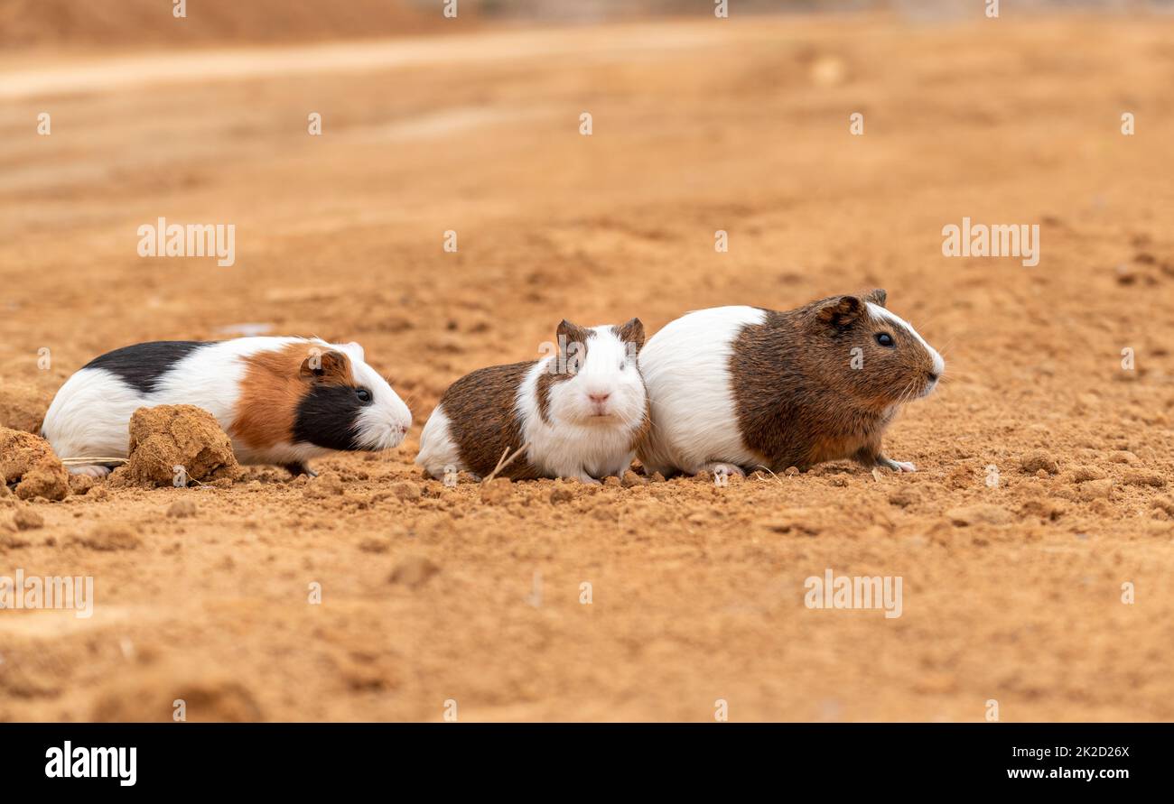 Three cute guinea pigs in the open air Stock Photo Alamy