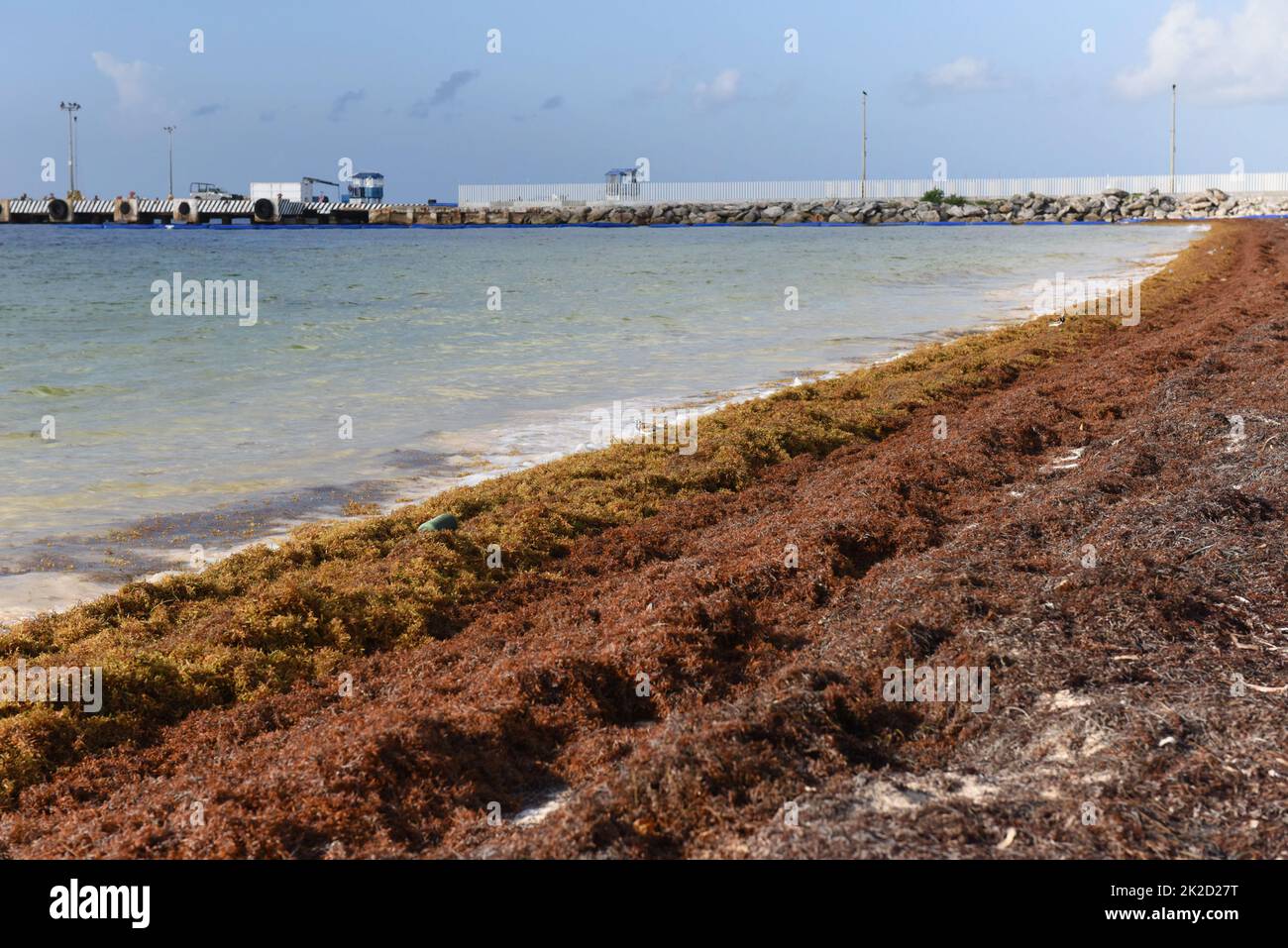 Beach invaded by sargassum seaweed, Puerto Morelos, Quintana Roo, Mexico Stock Photo