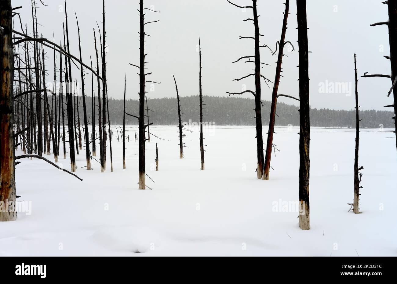 Burnt Trees Yellowstone Winter Snow Stock Photo