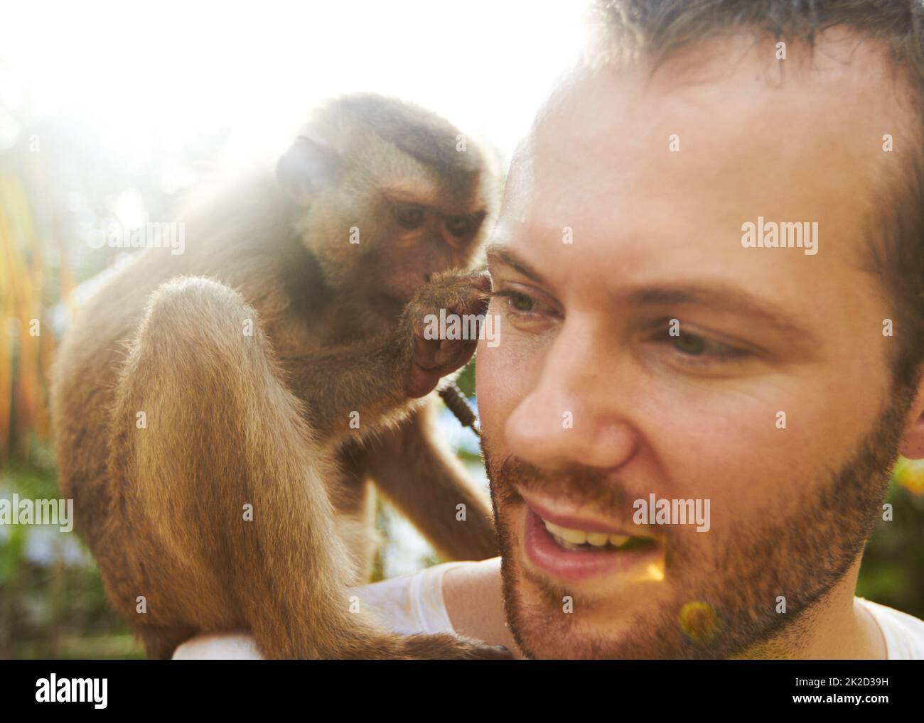 Man and monkey. A young macaque sitting on a mans shoulder grooming him. Stock Photo