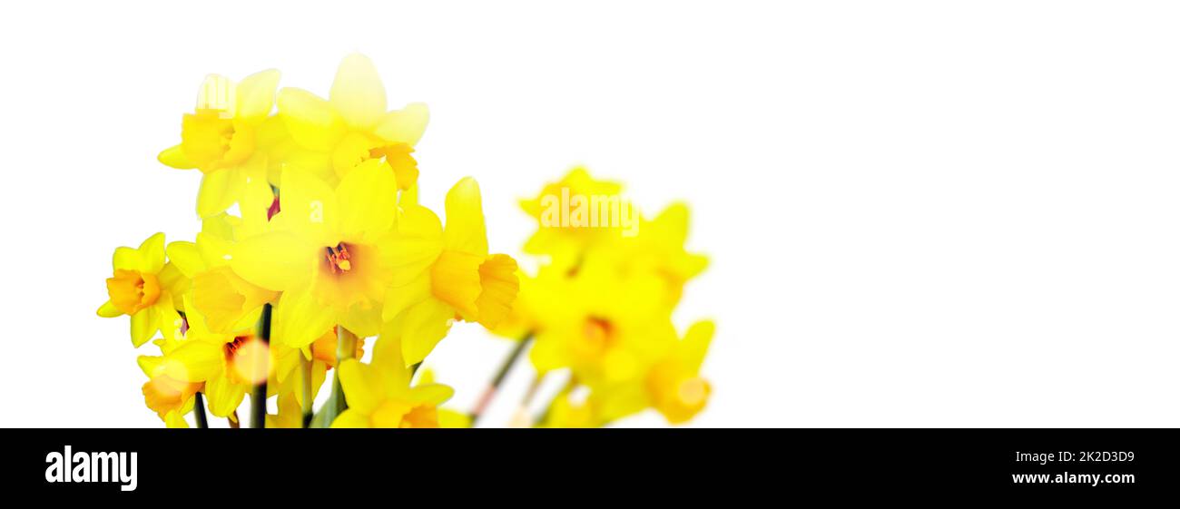 Flower bed with yellow daffodil flowers blooming in the spring Stock Photo