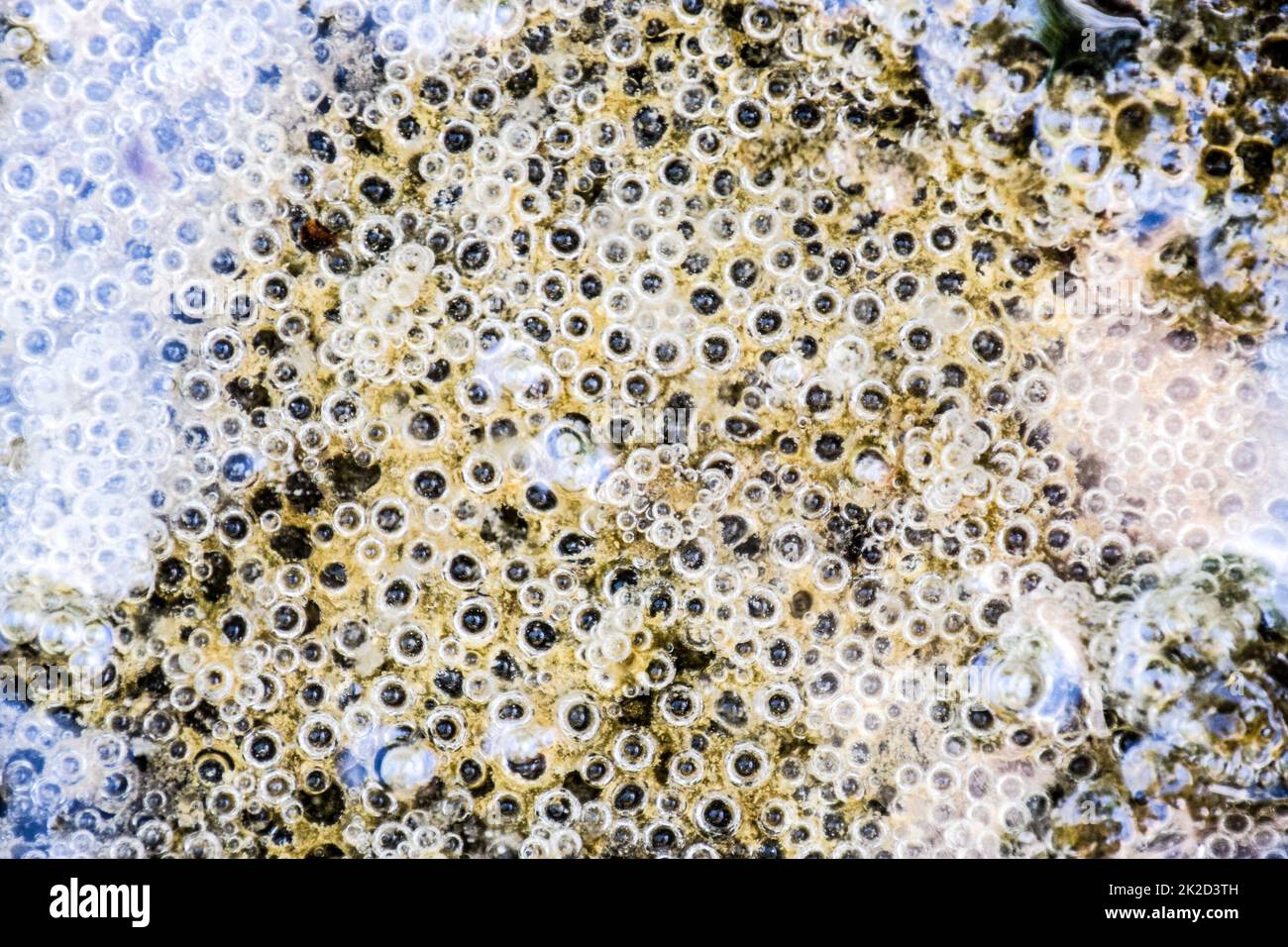 Bubbles of air in mud and silt under water. Background of bubbles, surface texture. Stock Photo