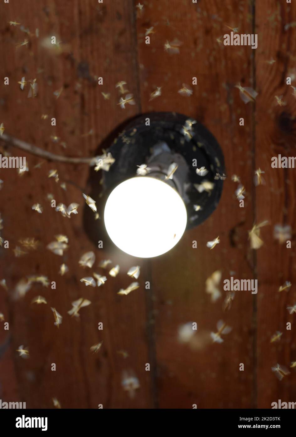 Night insects at a bulb Stock Photo Alamy