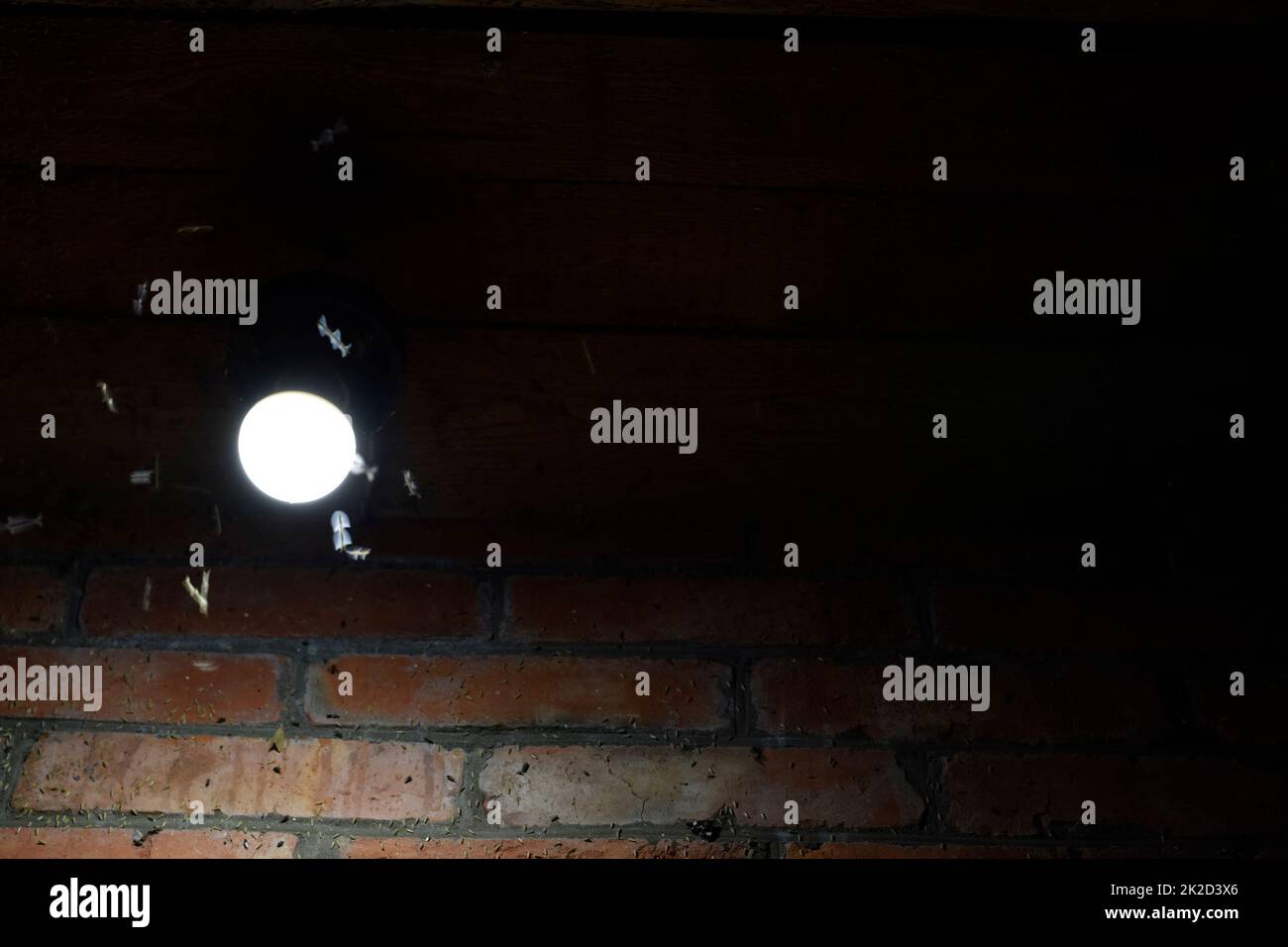 Night insects at a bulb Stock Photo Alamy