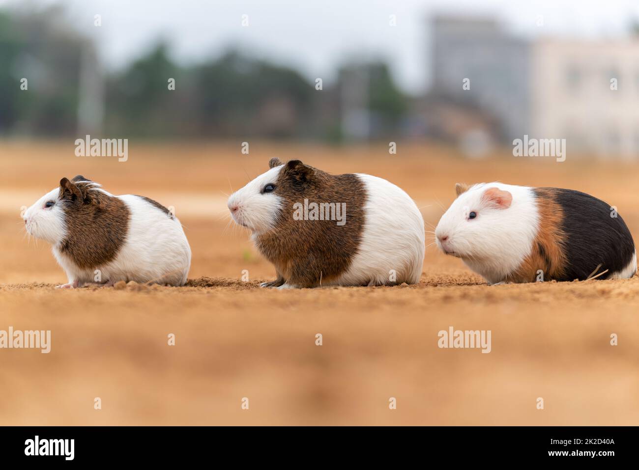 Three cute guinea pigs in the open air Stock Photo Alamy