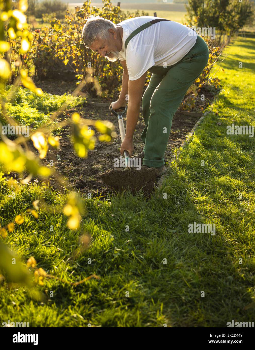 Senior gardener gardening in his permaculture garden - turning over the soil in his garden with a spade Stock Photo