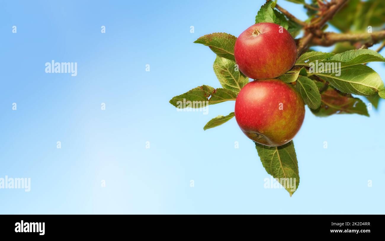 https://c8.alamy.com/comp/2K2D4RR/apple-picking-has-never-looked-so-enticing-ripe-red-apples-hanging-on-a-tree-in-an-orchard-closeup-2K2D4RR.jpg