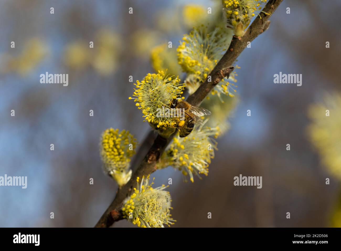 bee collecting pollen on a catkin in spring Stock Photo