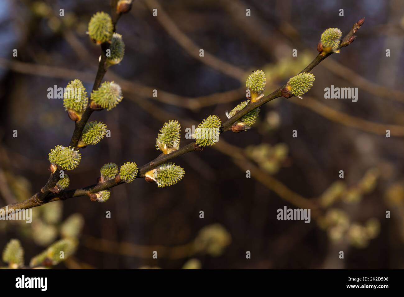 catkins with yellow pollen in spring on a branch Stock Photo