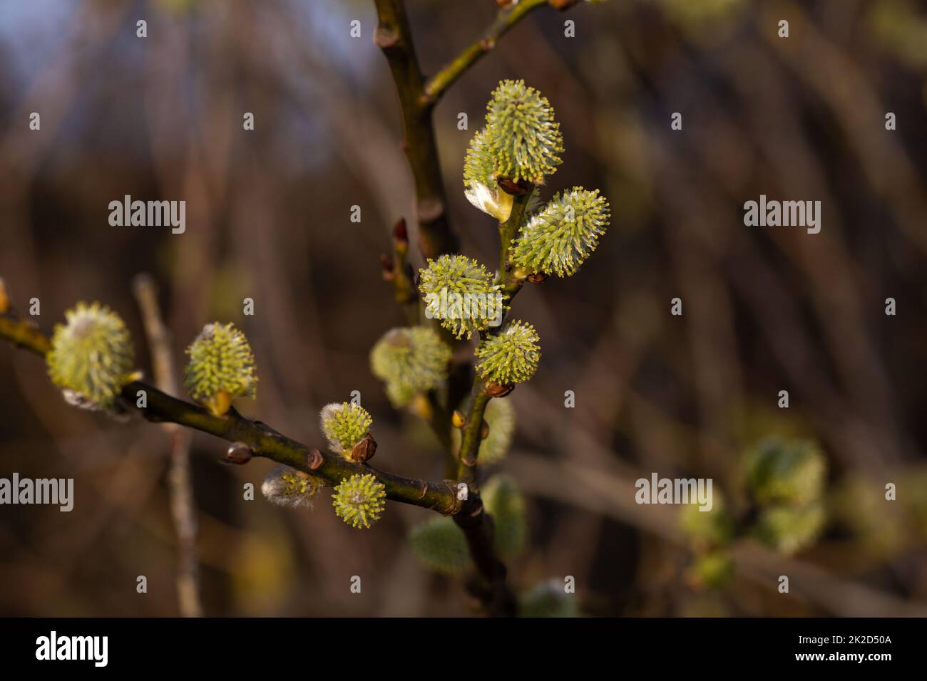 a branch full of catkins in spring Stock Photo