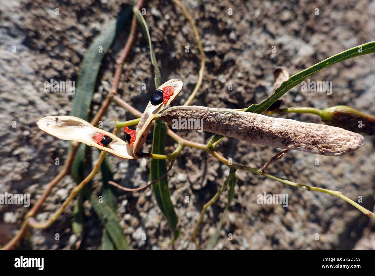 Acacia salicina - Schote mit Samen, Fuerteventura, Spanien, Solana Matorral Stock Photo