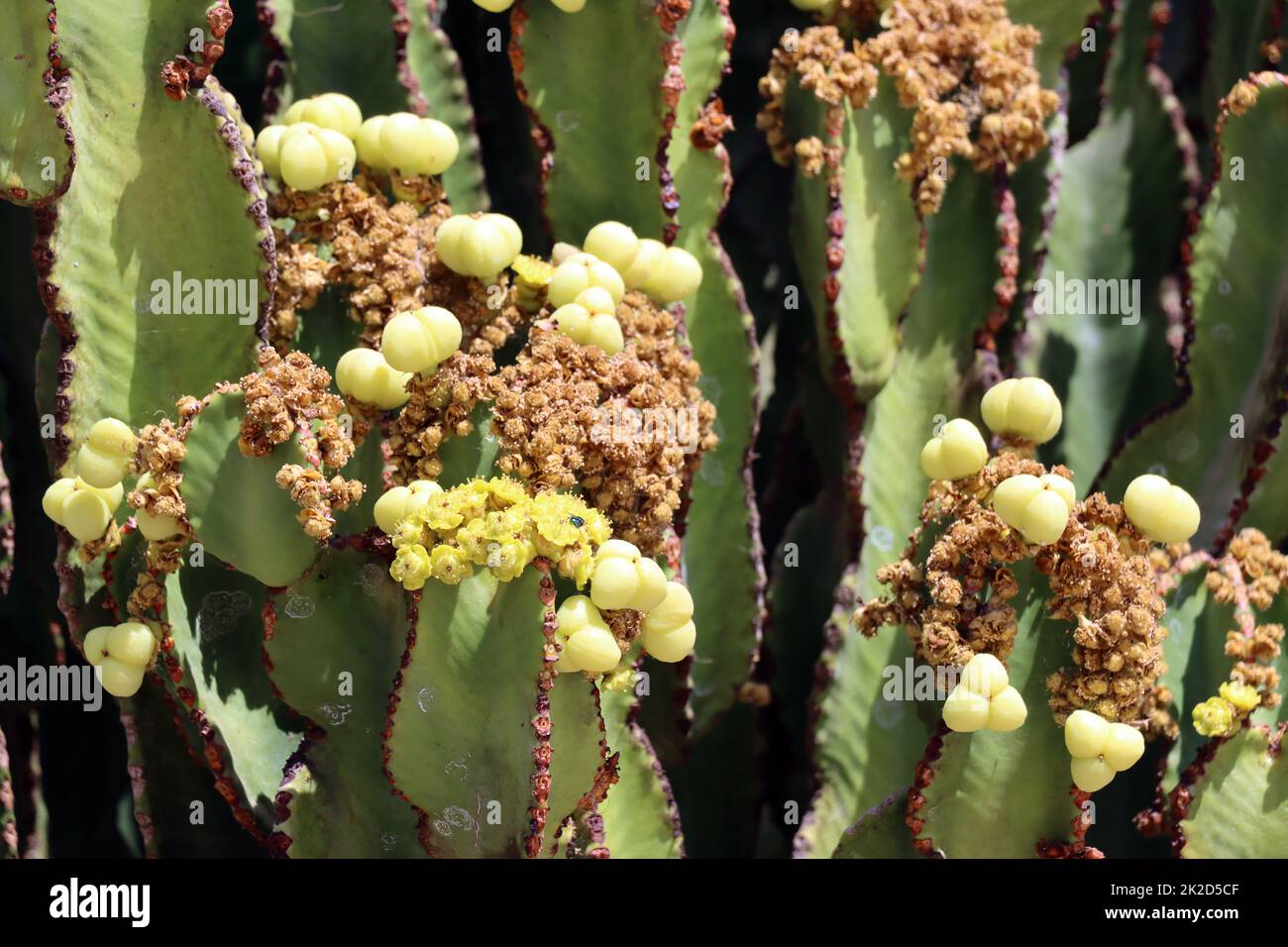 Kandelaber-Wolfsmilch,Kanaren-Wolfsmilch (Euphorbia canariensis), Fuerteventura, Spanien, Solana Matorral Stock Photo
