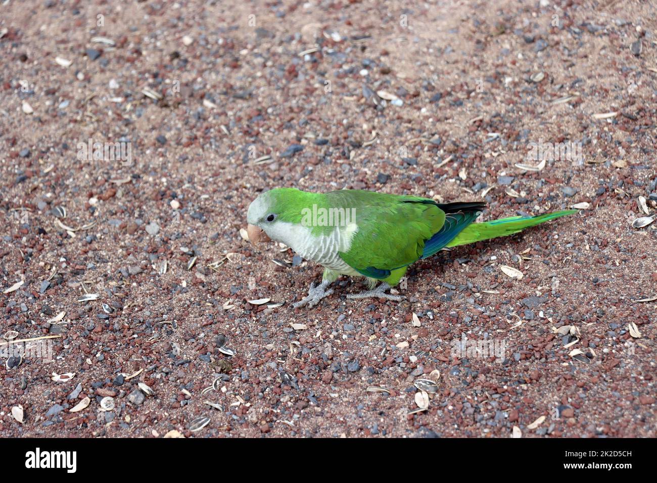 MÃ¶nchssittich (Myiopsitta monachus) Stock Photo