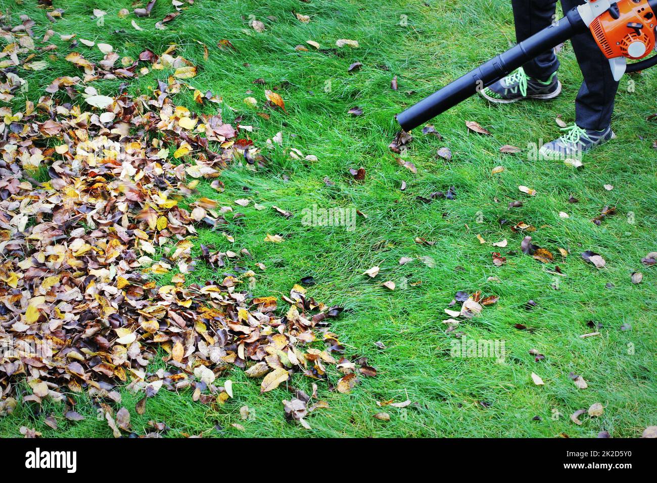 Gardener clearing up the leaves using a leaf blower tool Stock Photo
