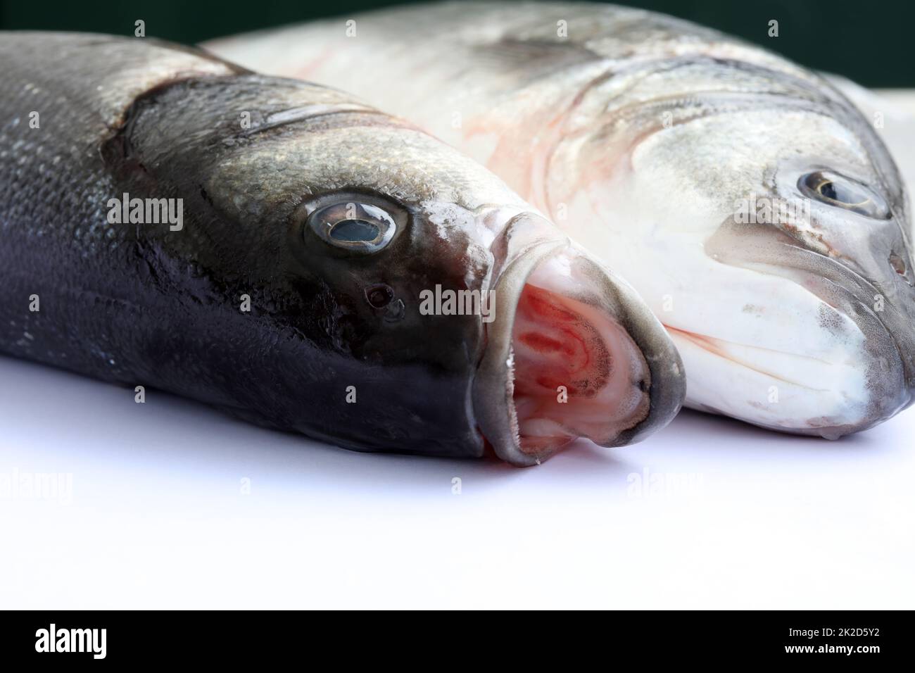 Fresh raw Sea Bass Stock Photo Alamy