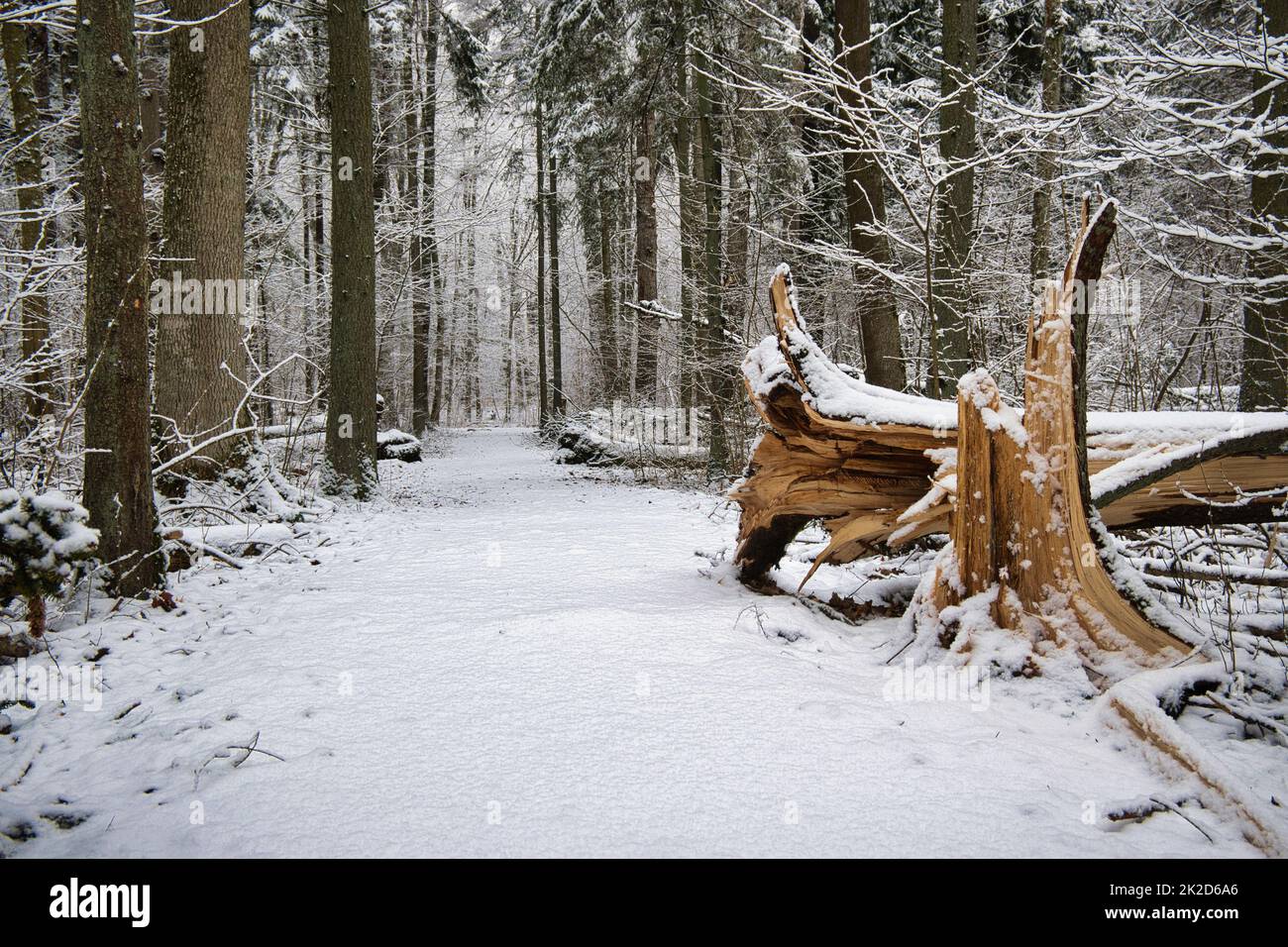 Winter landscape with snow covered trees in a forest Stock Photo - Alamy