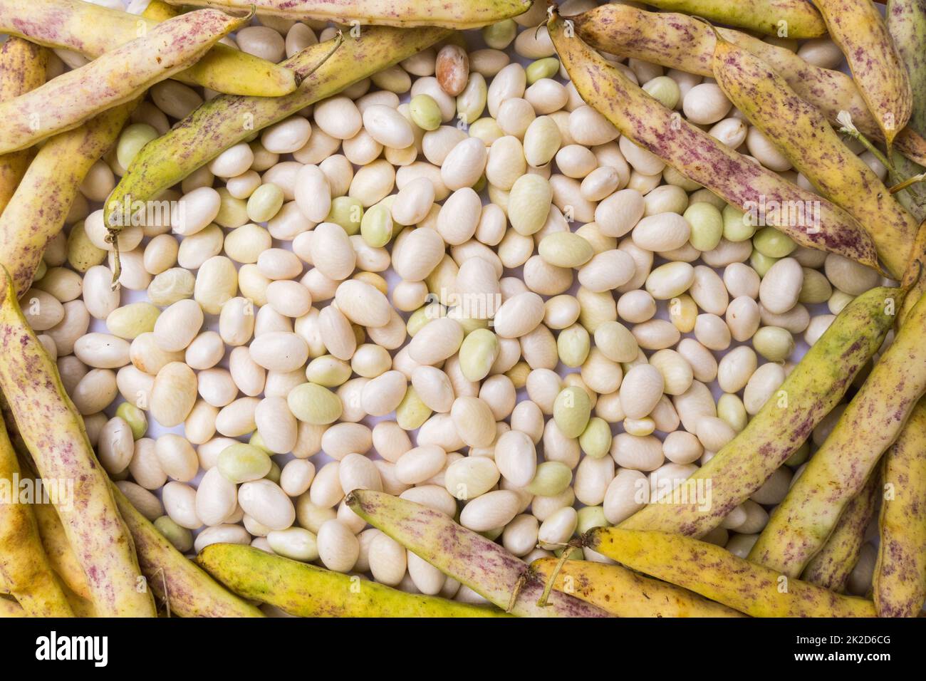 Coco de Paimpol beans background Stock Photo