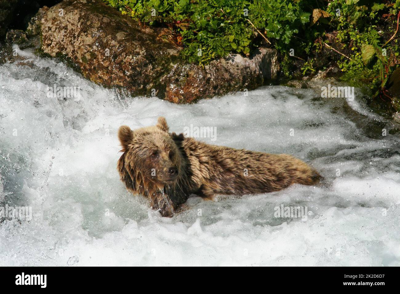 Wild brown bear bathing in a cold fast flowing water below waterfall in summer Stock Photo
