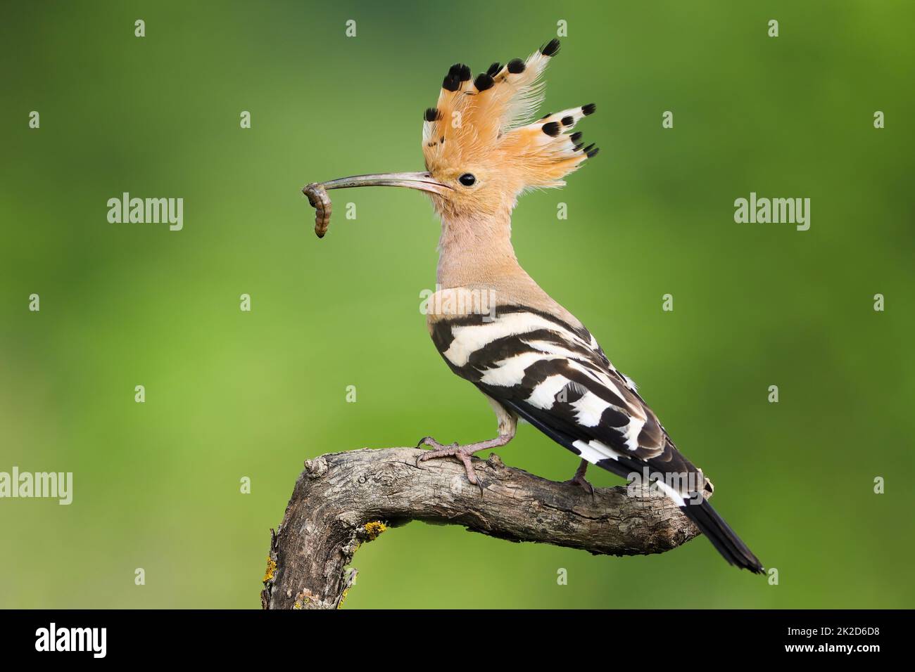 Wild eurasian hoopoe sitting on a branch with open crest in summer forest Stock Photo