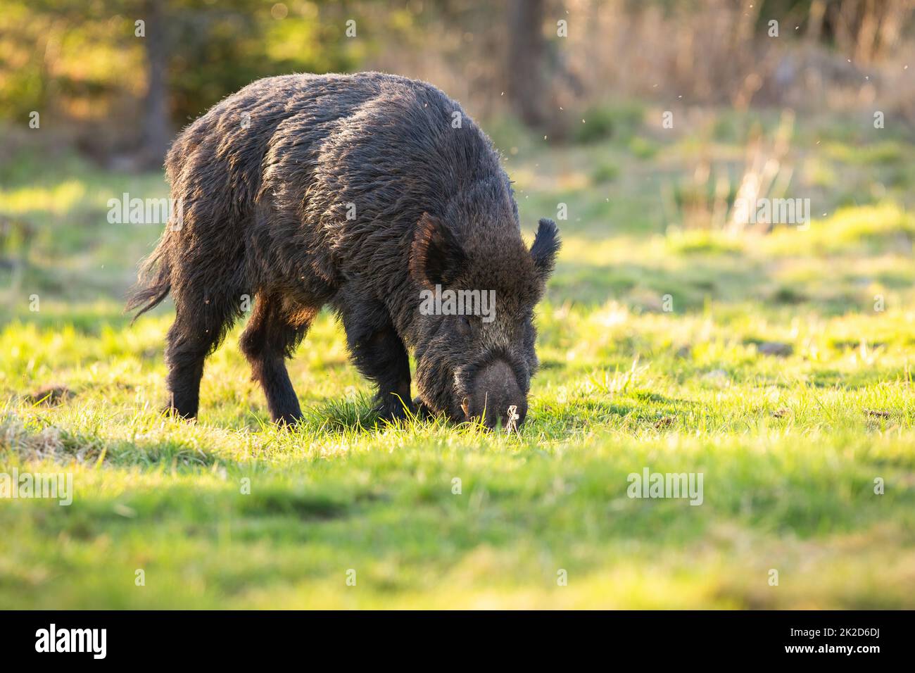 Wild boar digging with nose on ground in spring nature Stock Photo