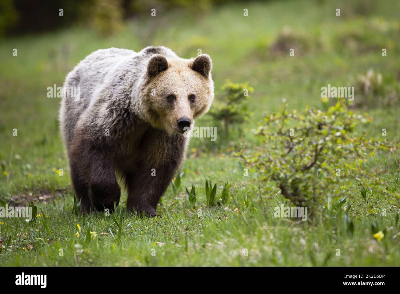 Alert brown bear approaching on a meadow with green grass in summer Stock Photo