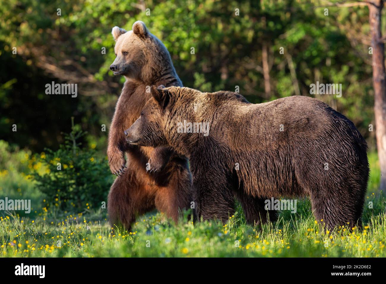 Two brown bears standing in forest in spring nature Stock Photo