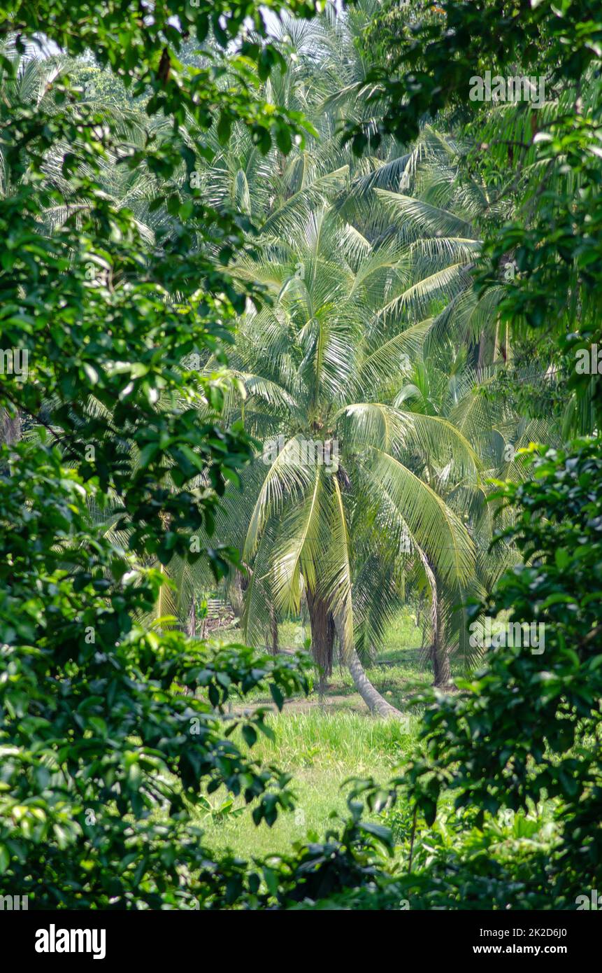 Coconut plantation in the center frame Stock Photo Alamy