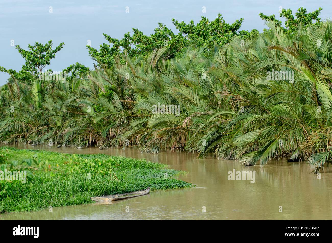 Green scenery of pokok nipah at river. Stock Photo