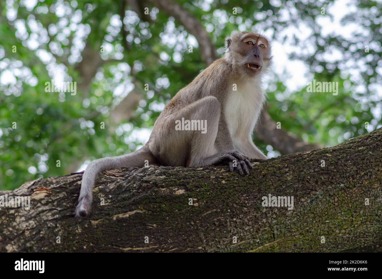 Monkey portrait on tree. Malaysia rainforest animal Stock Photo Alamy