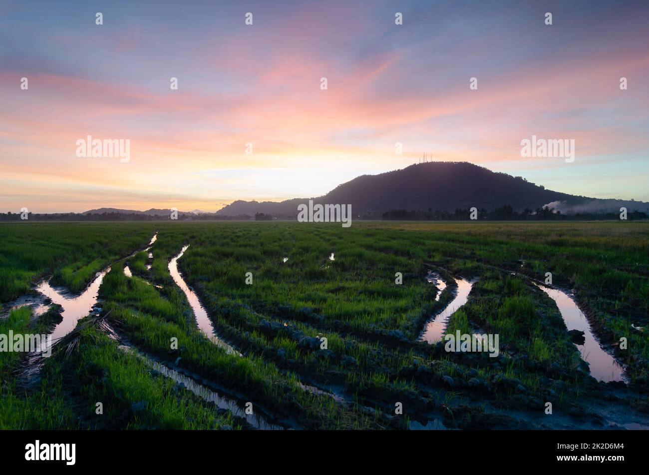 Morning dramatic sunrise cloud at paddy field Stock Photo - Alamy