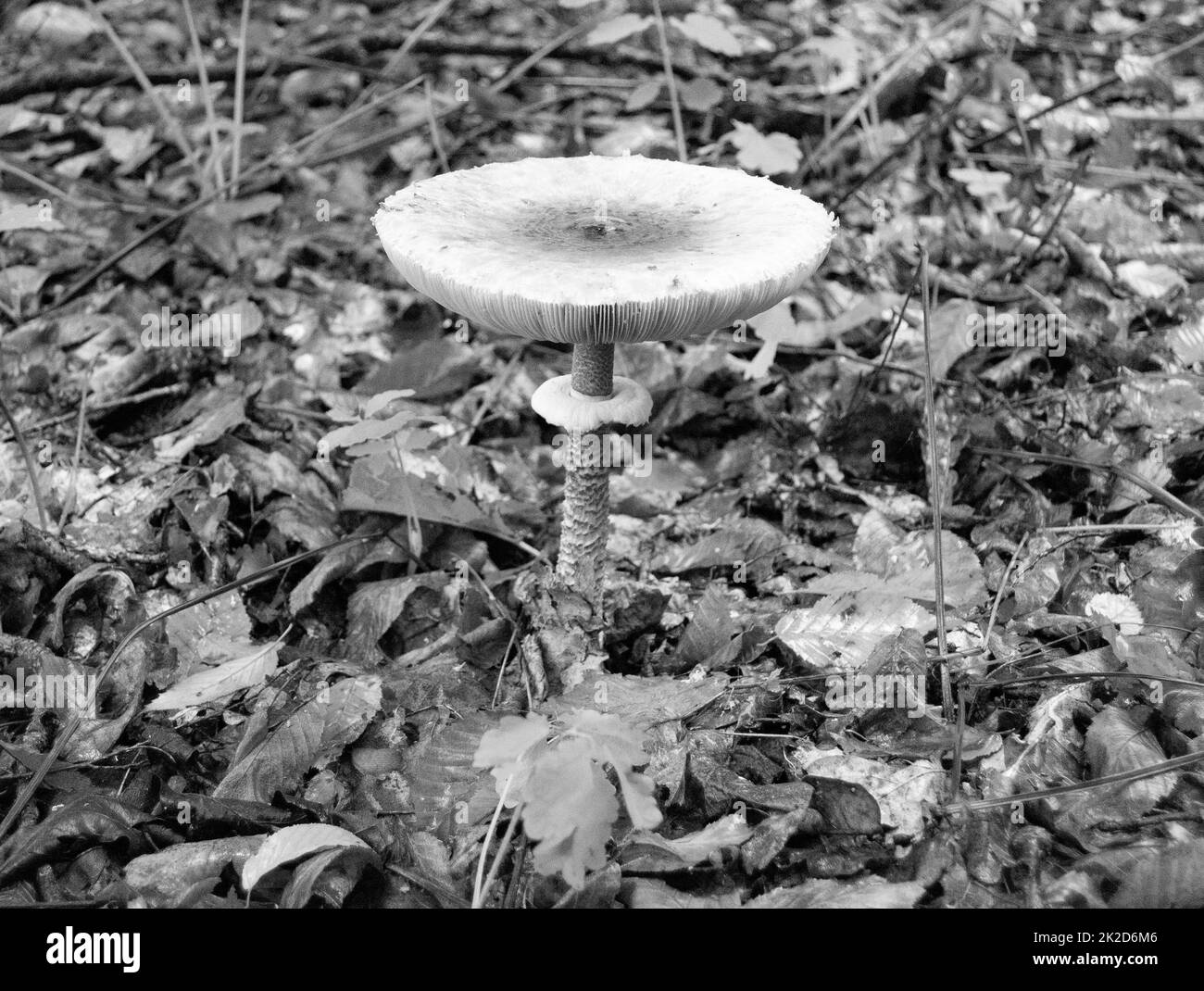 Photography to theme large beautiful poisonous mushroom Stock Photo