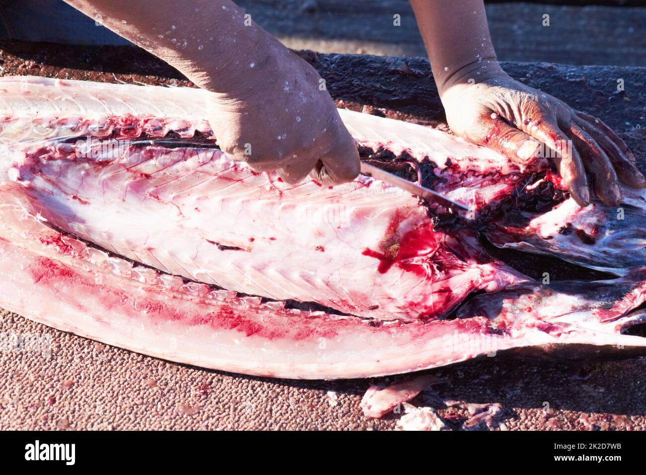 Fillet and flay. Cropped image of a fish being gutted. Stock Photo