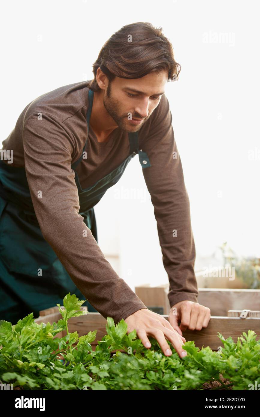 Organic lifestyle. A handsome man planting herbs outside. Stock Photo