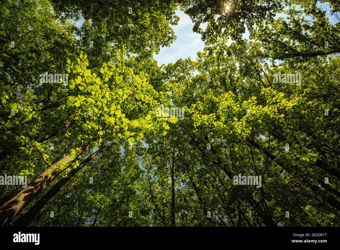Wide forest green panorama in spring Stock Photo