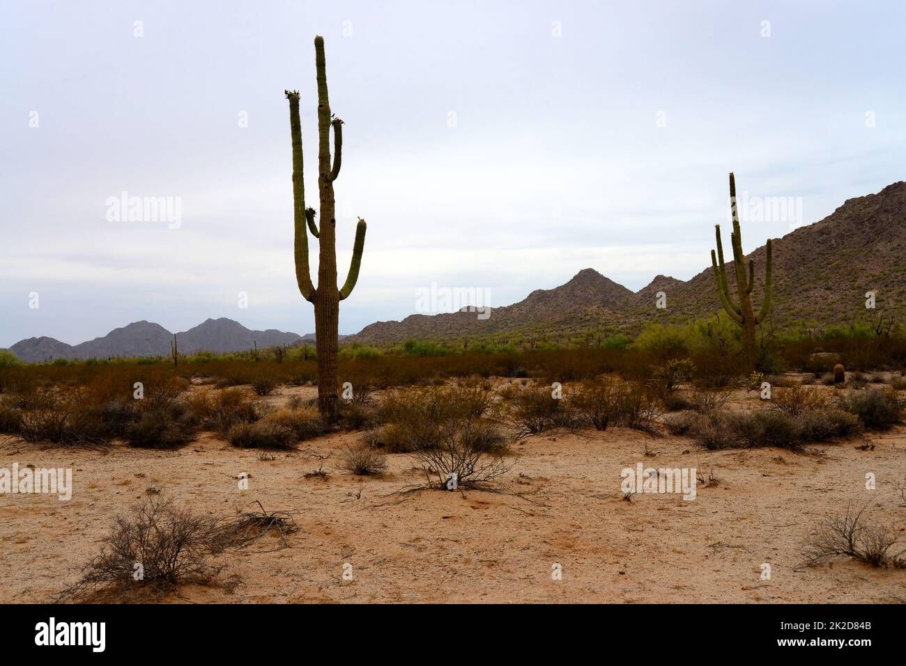 Saguaro Cactus cereus giganteus Sonora desert Stock Photo
