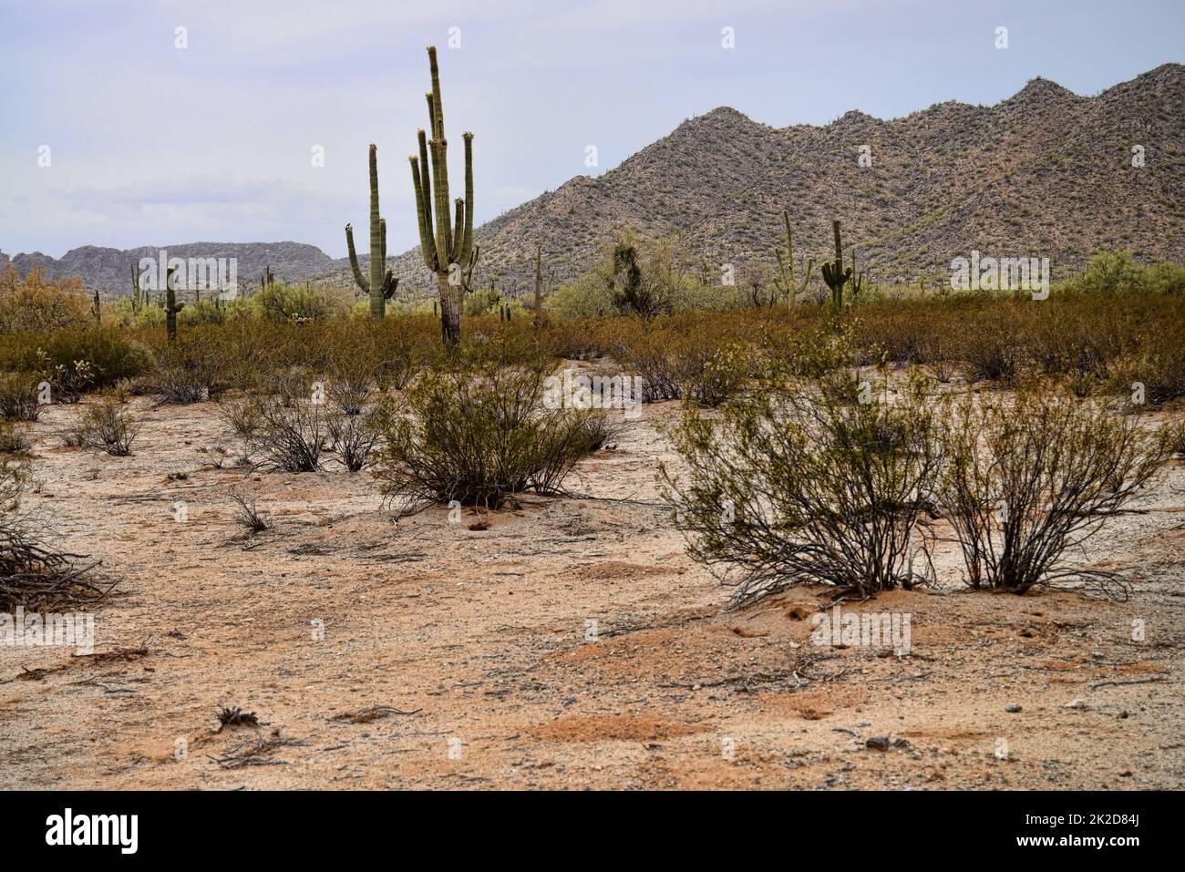Saguaro Cactus cereus giganteus Sonora Desert Stock Photo