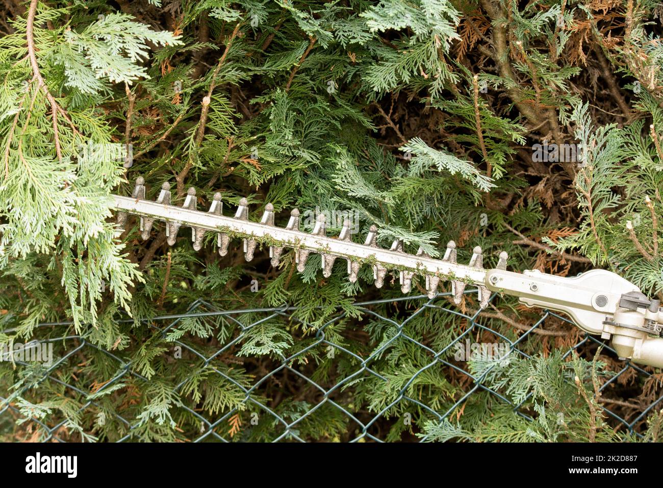 a hedge trimmer in closeup Stock Photo