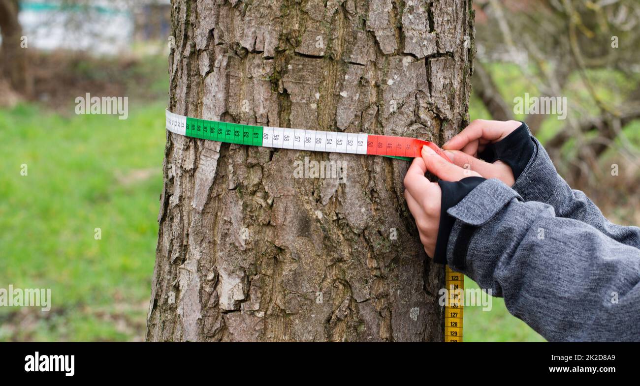 Ranger measures tree circumference with a tape, inspection by a forester in the spring, wood industry, environmental conversation Stock Photo