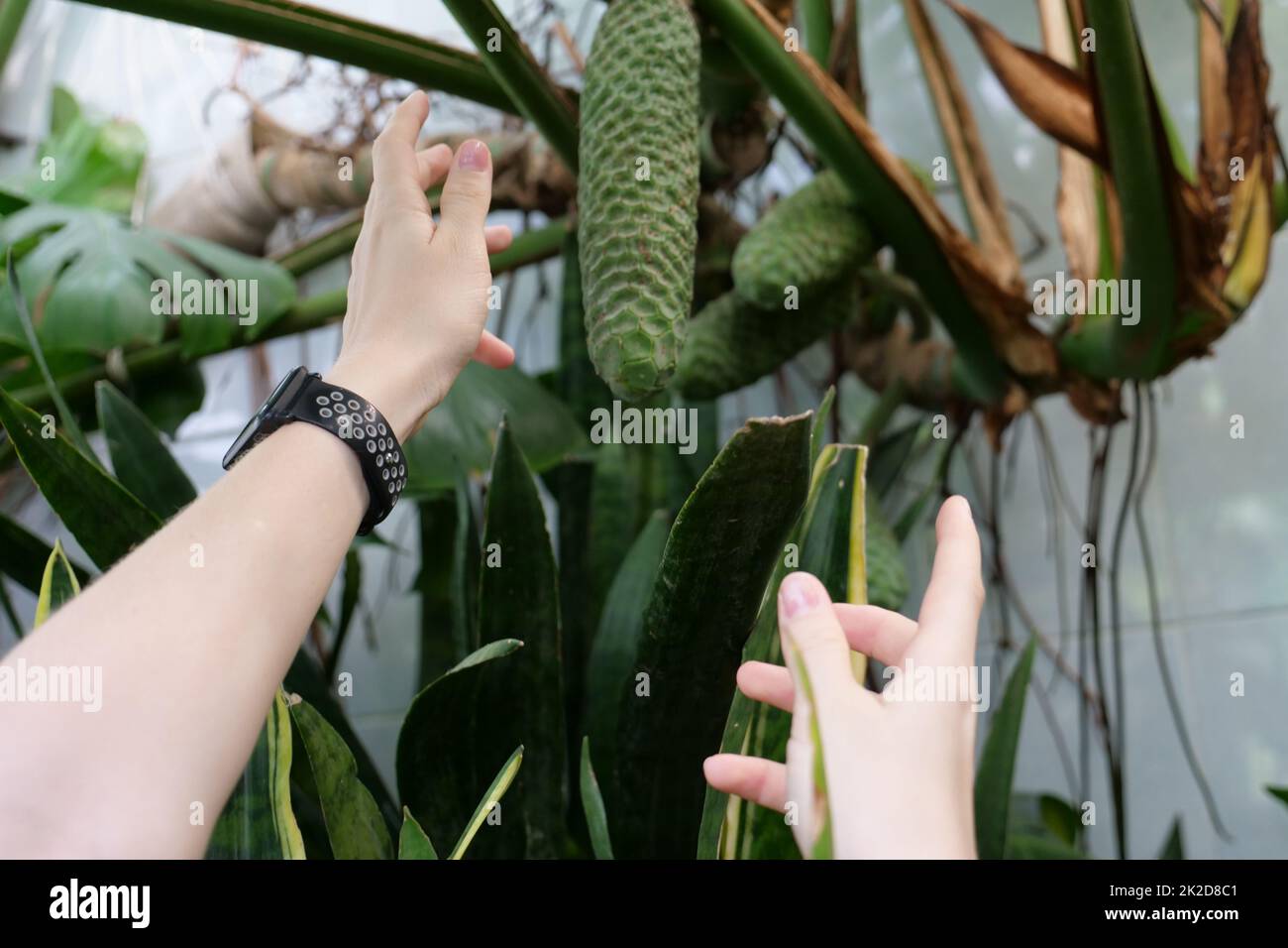 A hand holding a plant Stock Photo