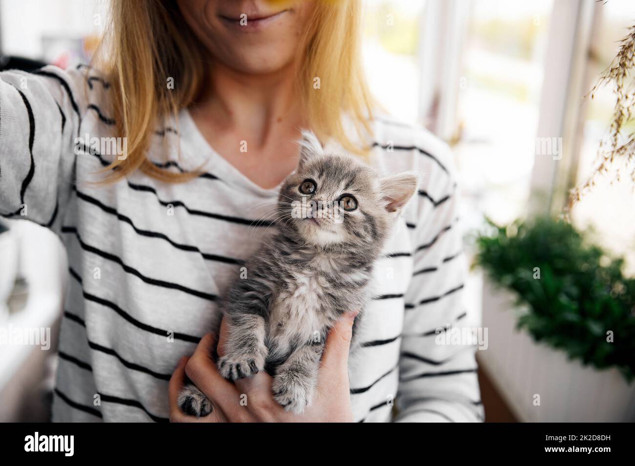 Scottish straight kitten Stock Photo