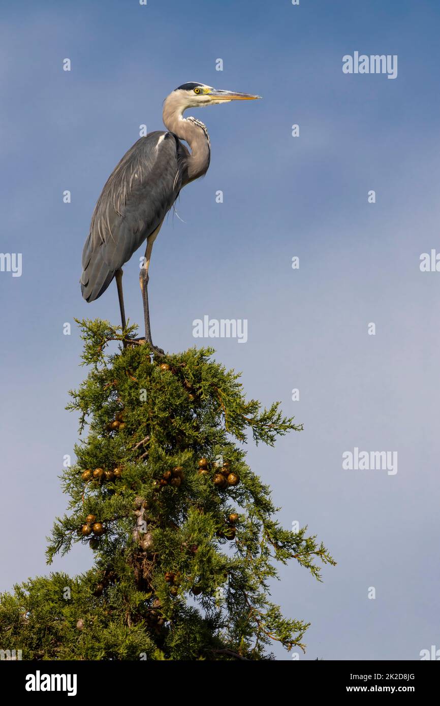 Gray heron in Parco Naturale della Maremma, Tuscany, Italy Stock Photo