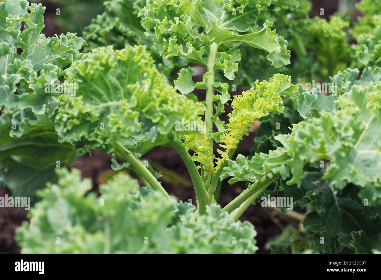 Young kale growing in the vegetable garden Stock Photo